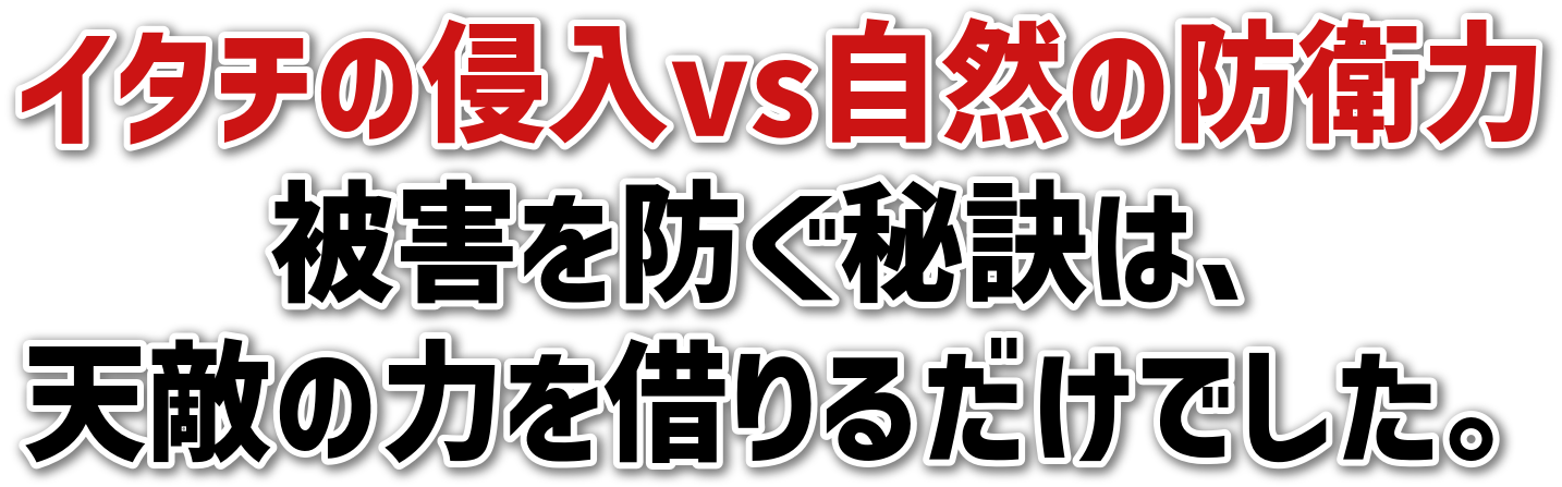 C^`̐NvsR̖hq<br>Qh錍́A<br>VG̗͂؂邾łB